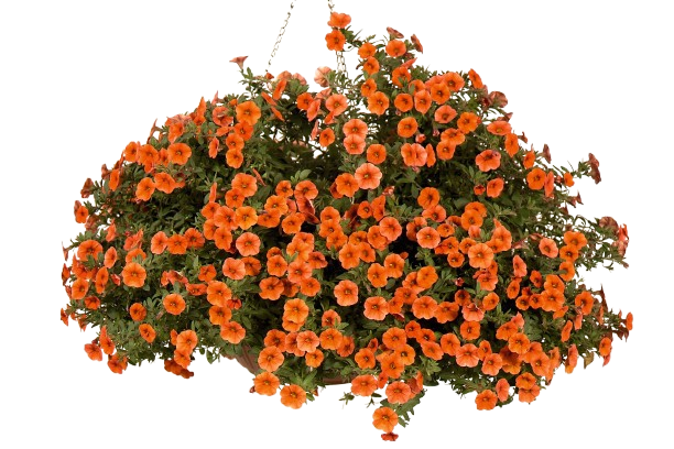CALIBRACHOA EN SUSPENSION