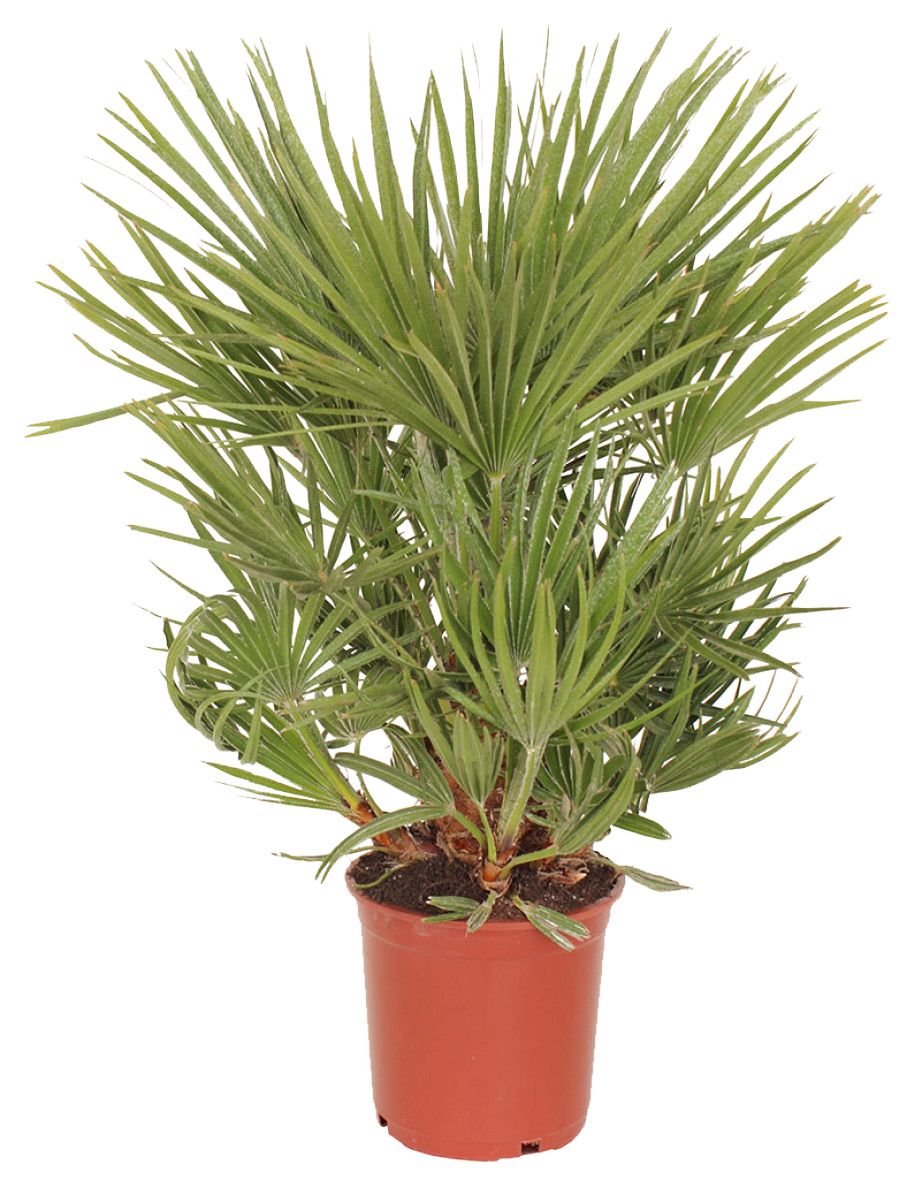 CHAMAEROPS HUMILIS MULTITRONCS