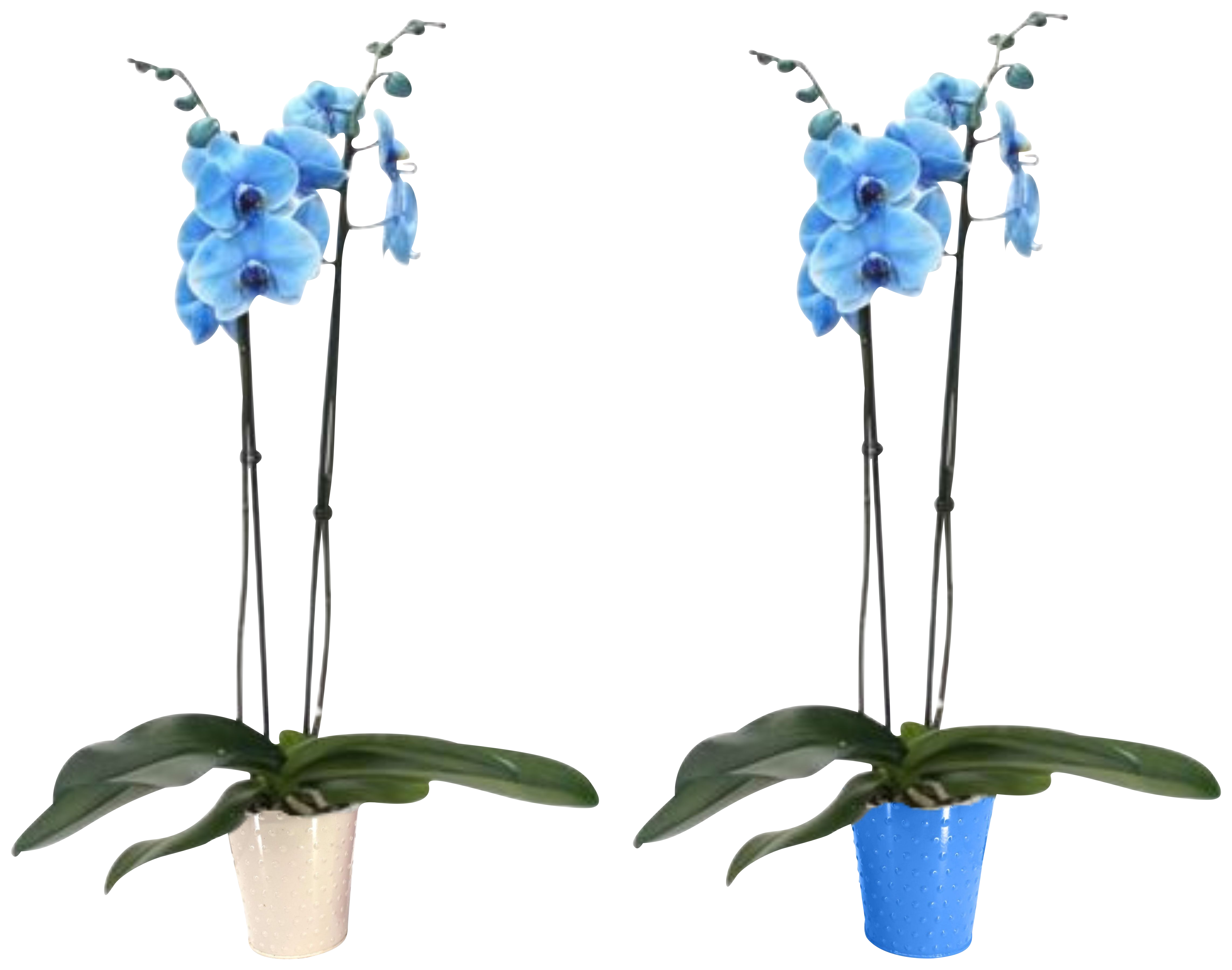 ORCHIDÉE TEINTÉE BLEUE 
2 TIGES