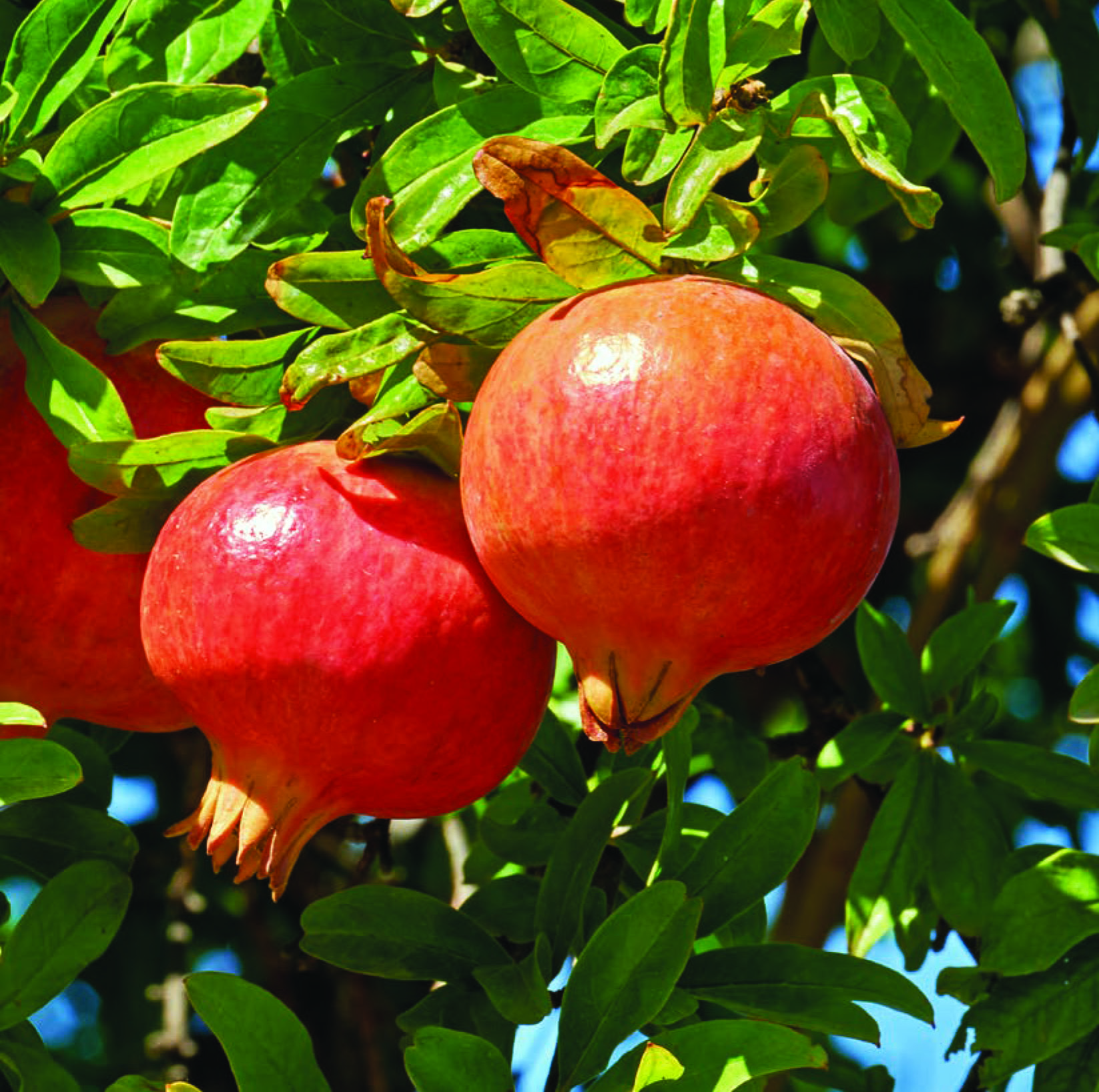 PUNICA