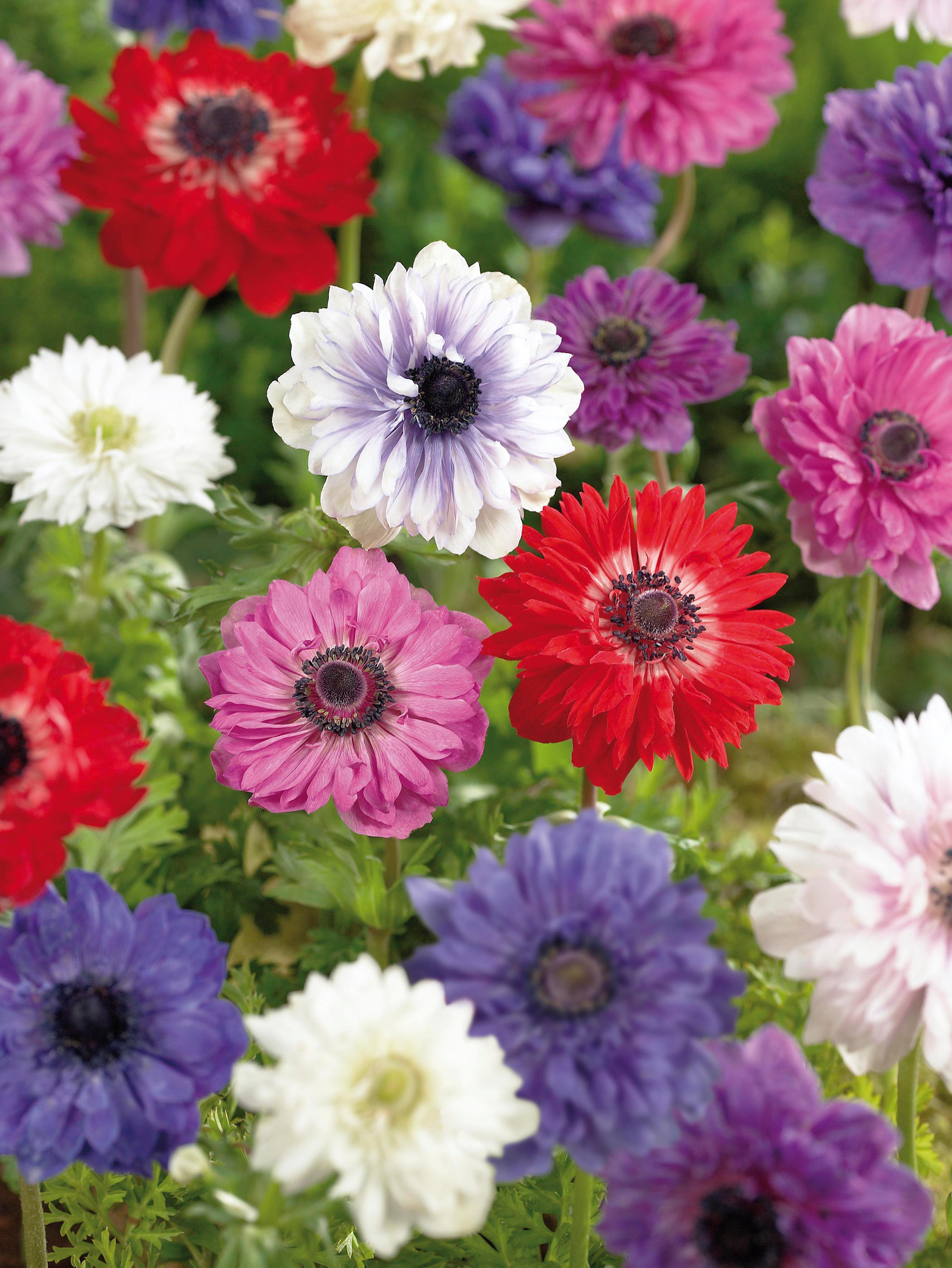 ANEMONE ST BRIGID "BEAUX JOURS"