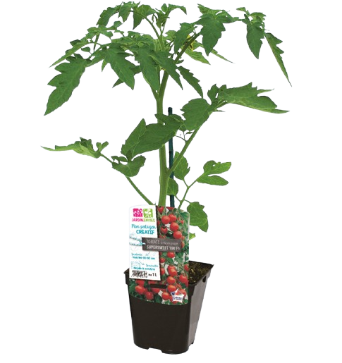 PLANT DE TOMATES CŒUR DE BŒUF GREFFÉ
