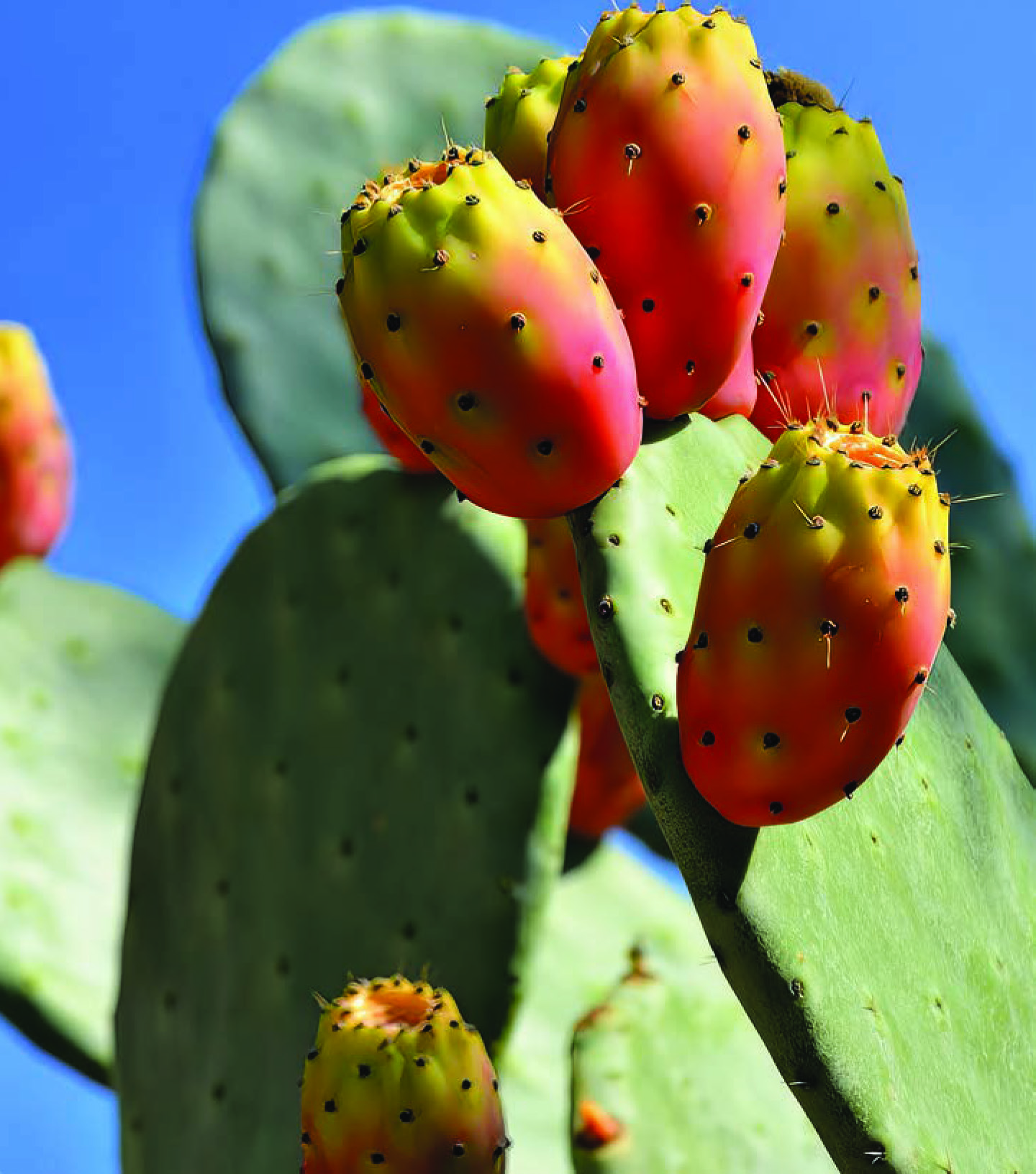 OPUNTIA