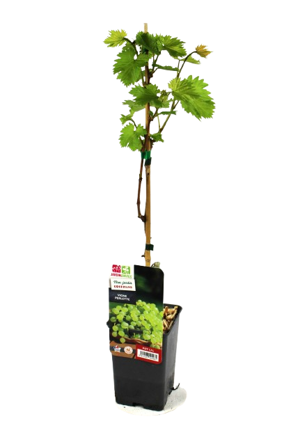 PIED DE VIGNE "PERLETTE"