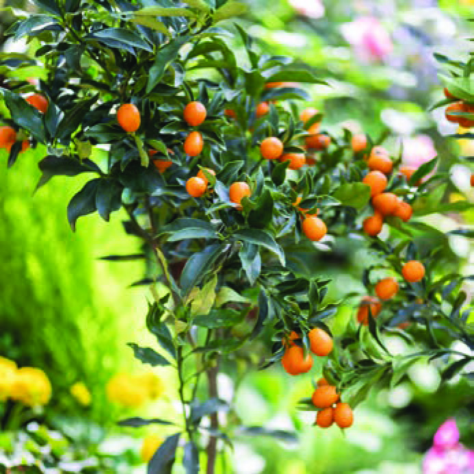 KUMQUAT