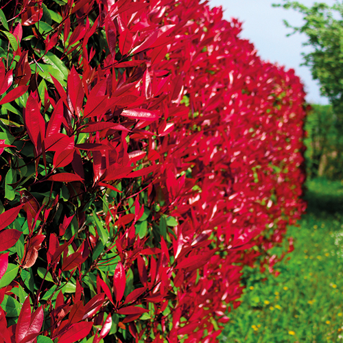 PHOTINIA