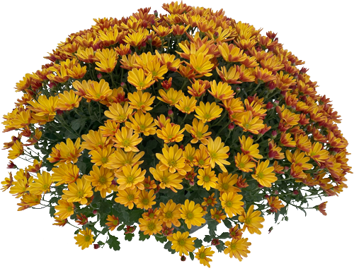 CHRYSANTHÈME MULTIFLEURS UNI