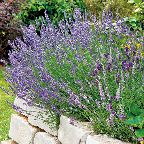 LAVANDE OFFICINALE PARFUMÉE