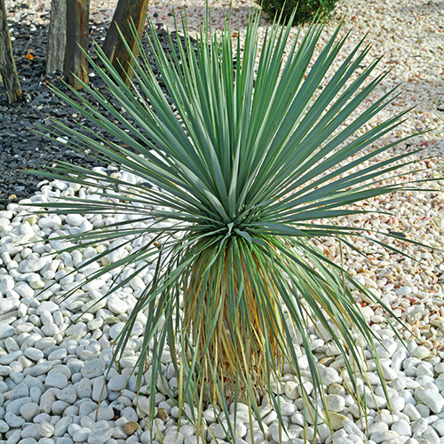 YUCCA ROSTRATA
