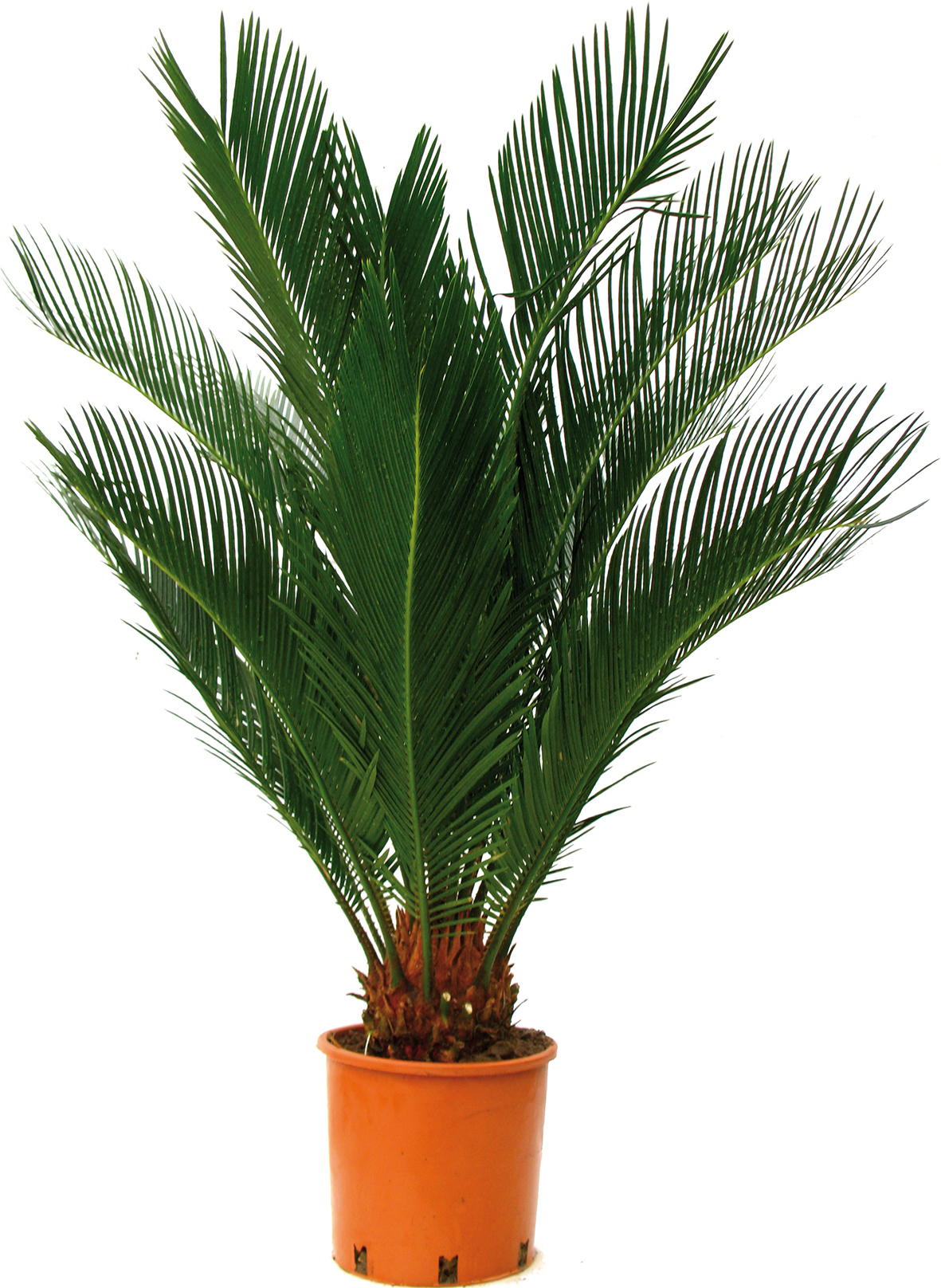 CYCAS DU JAPON