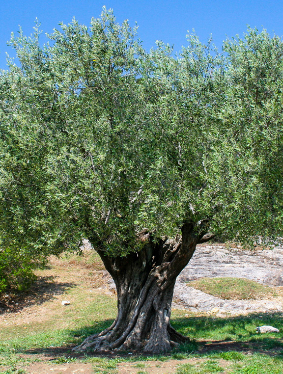 OLIVIER CENTENAIRE VIEUX TRONC 450 L