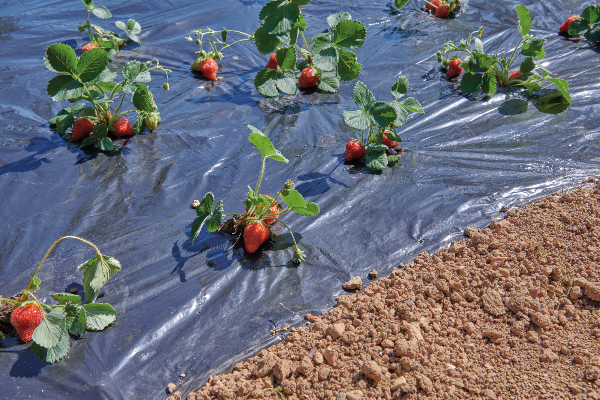 FILM DE PAILLAGE "BEAUX JOURS"
