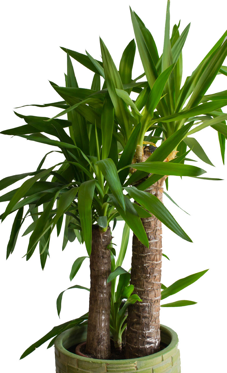 YUCCA ELEGANS PIED ÉLÉFANTE