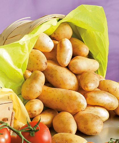 POMMES DE TERRE DE CONSOMMATION À CHAIR FERME