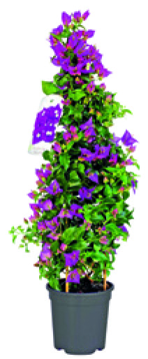 BOUGAINVILLIER ALEXANDRA ARBUSTIF BUSH