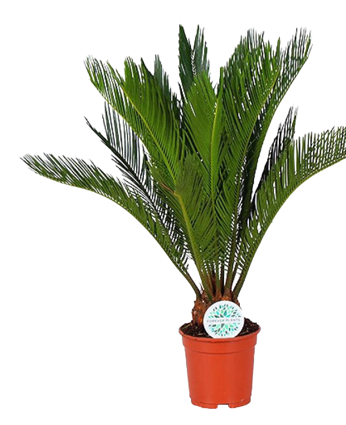 CYCAS REVOLUTA EXTRA