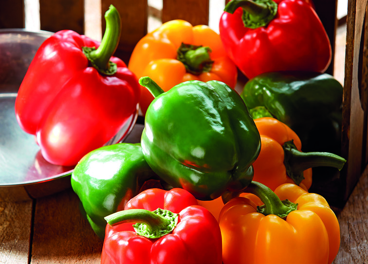 POIVRON TRICOLORE