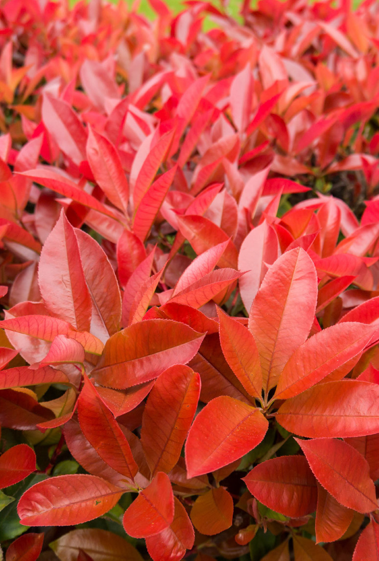 PHOTINIA FRASERI