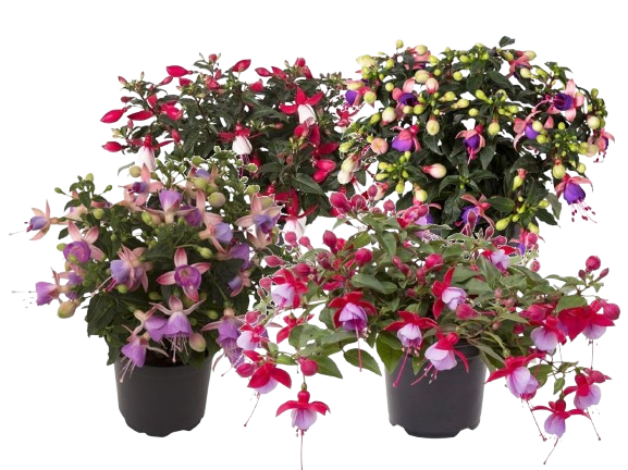 FUCHSIA