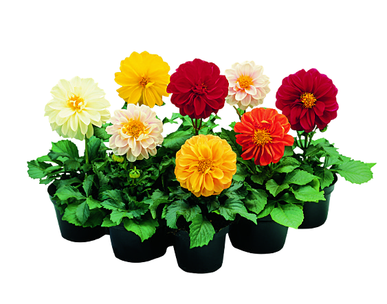 DAHLIA