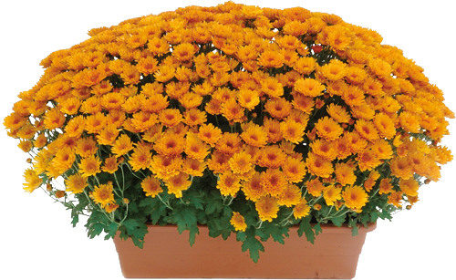 CRYSANTHÈME MULTIFLEURS UNI JARDINIÈRE