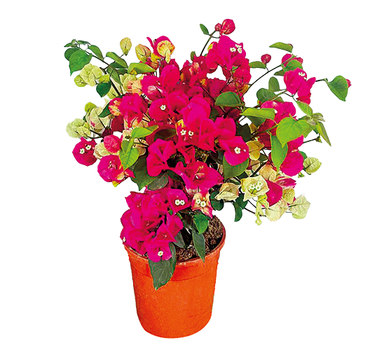 BOUGAINVILLIER EN VARIÉTÉ