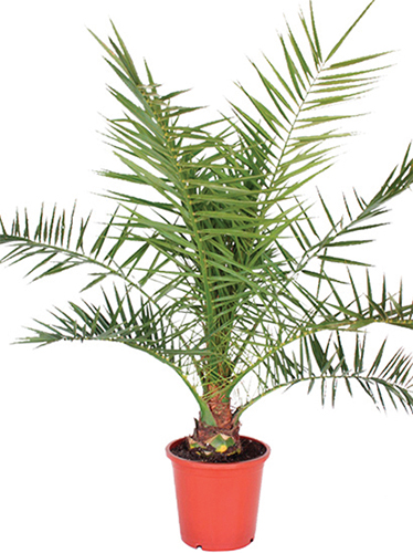 PHOENIX CANARIENSIS