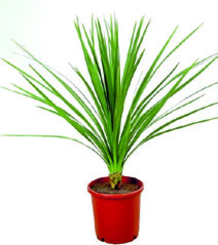 CORDYLINE DRACAENA INDIVISA