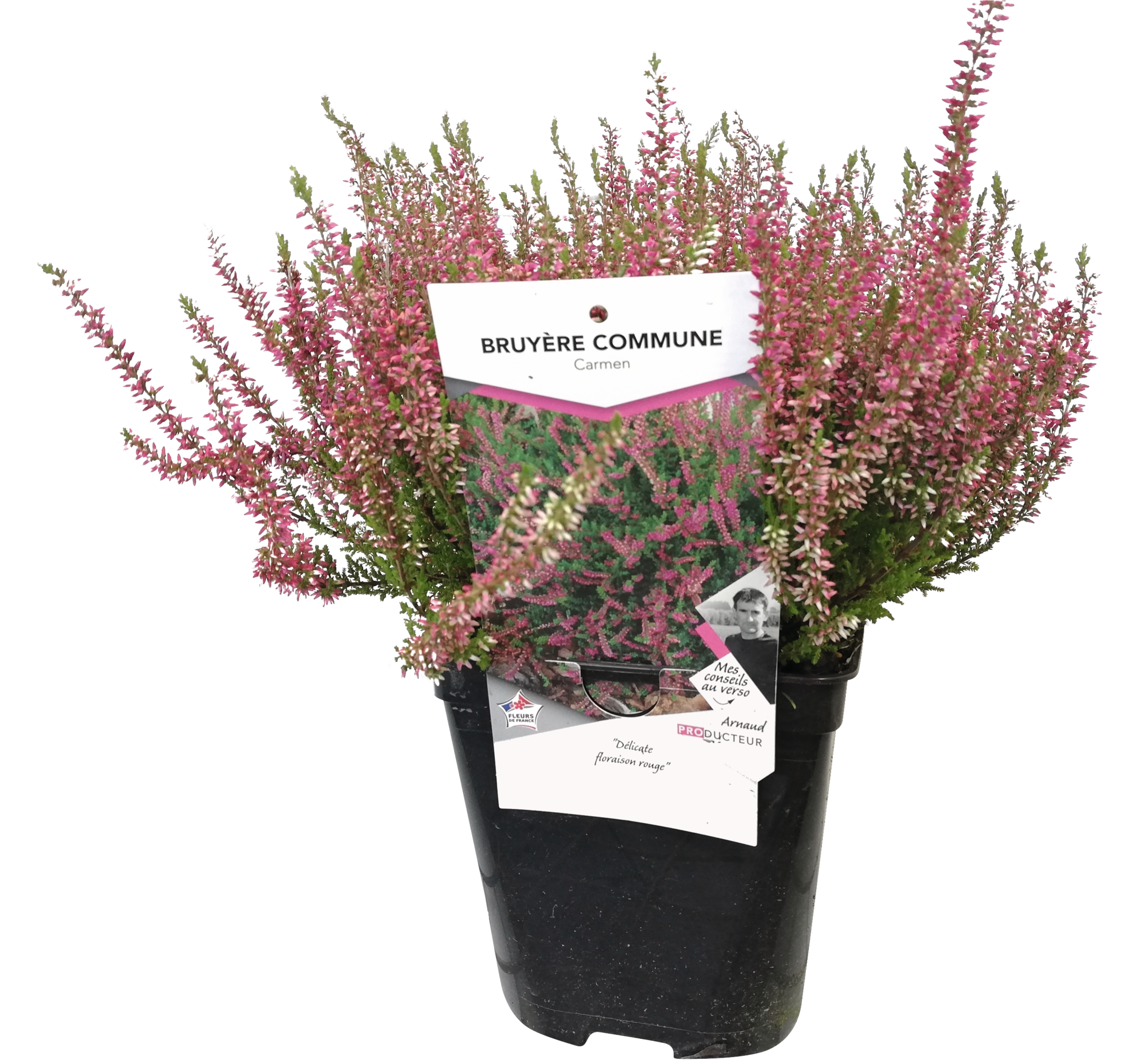 BRUYÈRE CALLUNA UNICOLORE