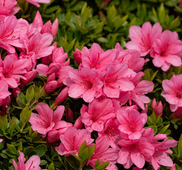 AZALÉES JAPONAISES VARIÉES