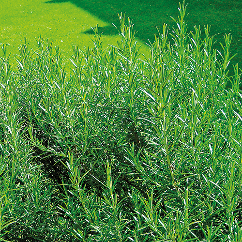 ROMARIN ROSMARINUS OFFICINALIS
