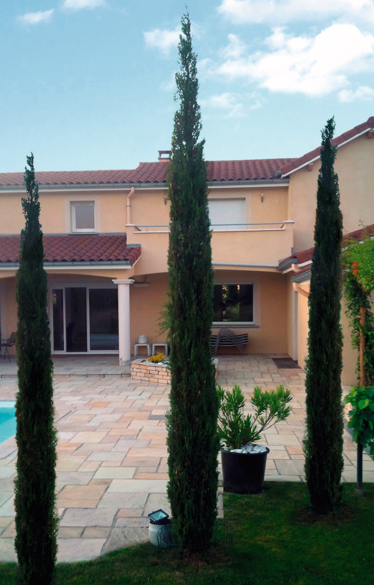 CYPRÈS DE PROVENCE "CUPRESSUS SEMPERVIRENS"