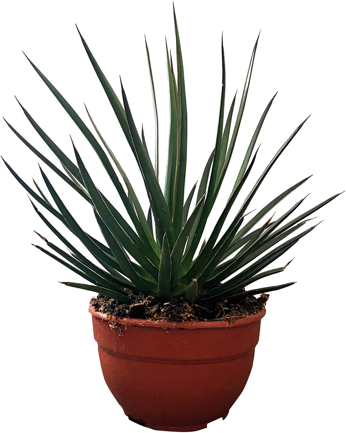 AGAVE
