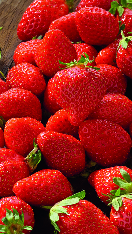 FRAISES ALLONGÉES FILIÈRE