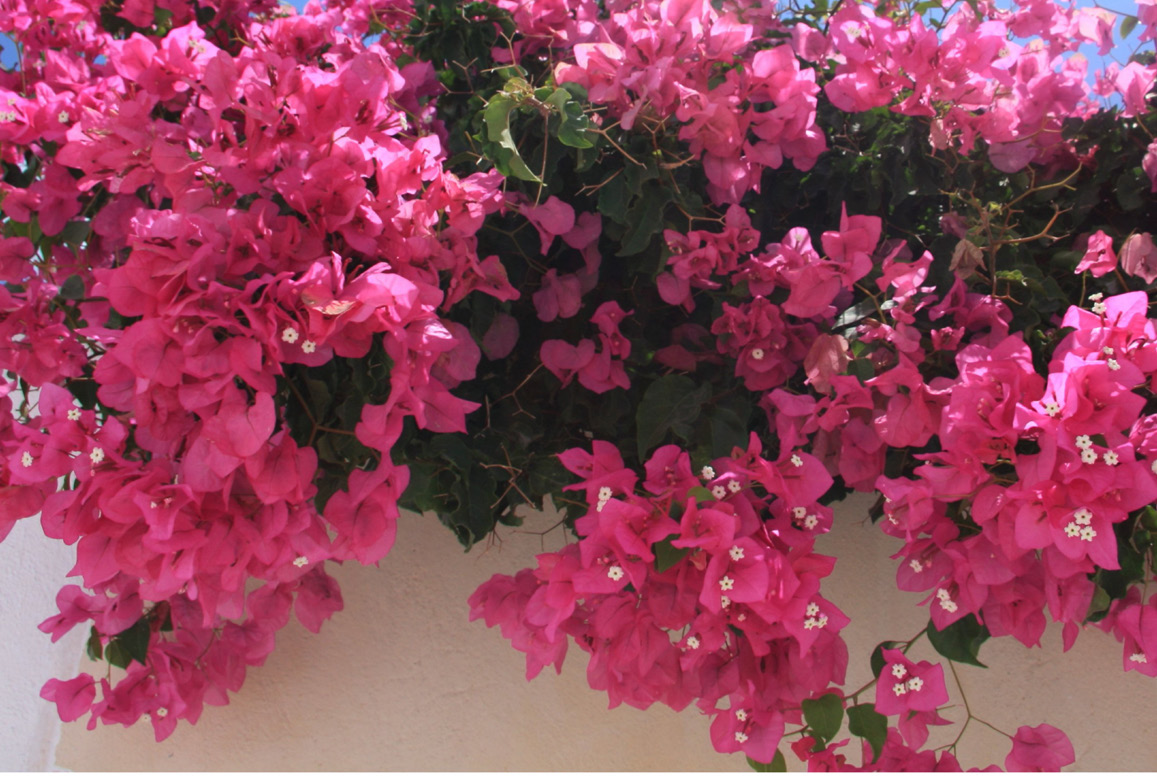 BOUGAINVILLIER ARBUSTIF BUCH