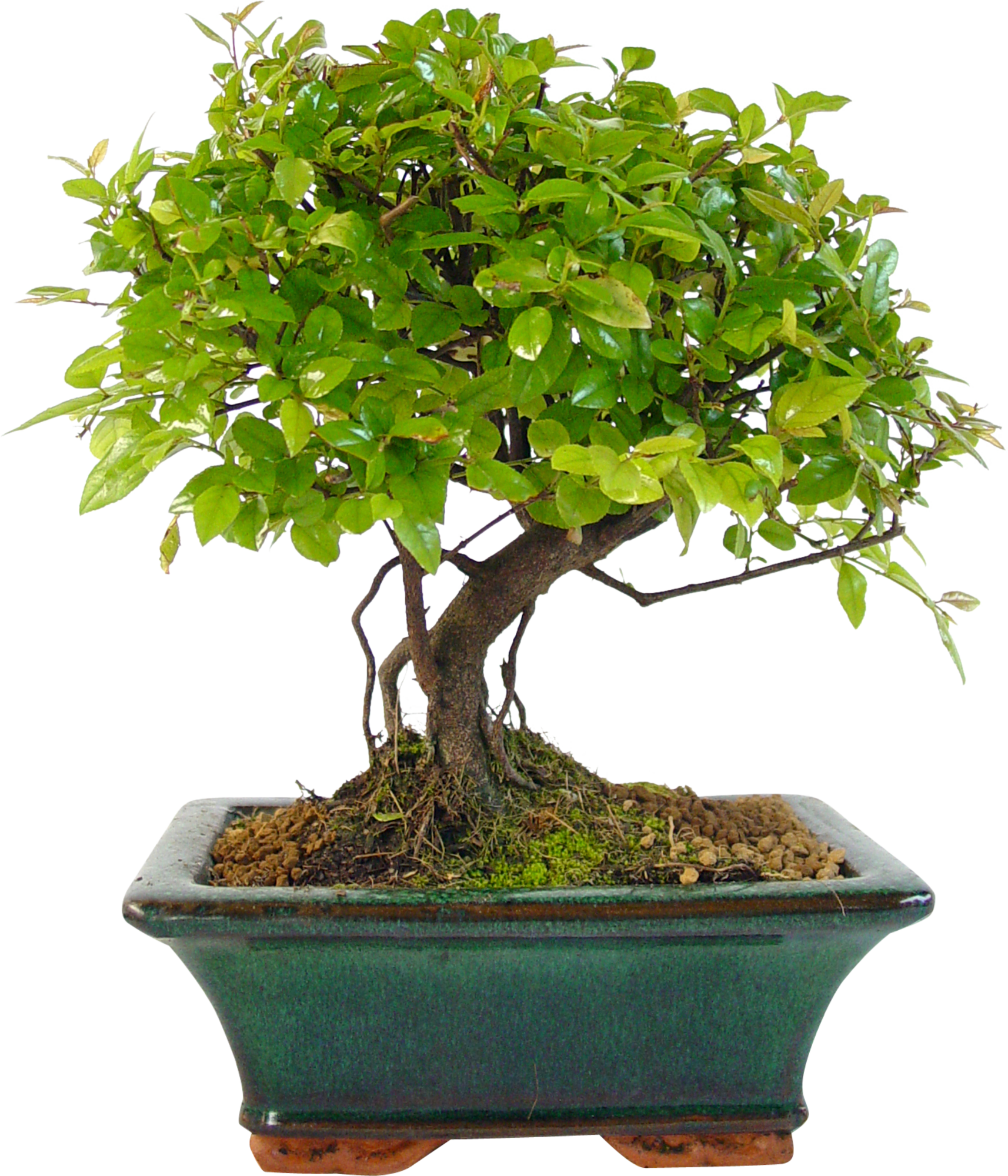 Bonsaï d'intérieur 5 ans