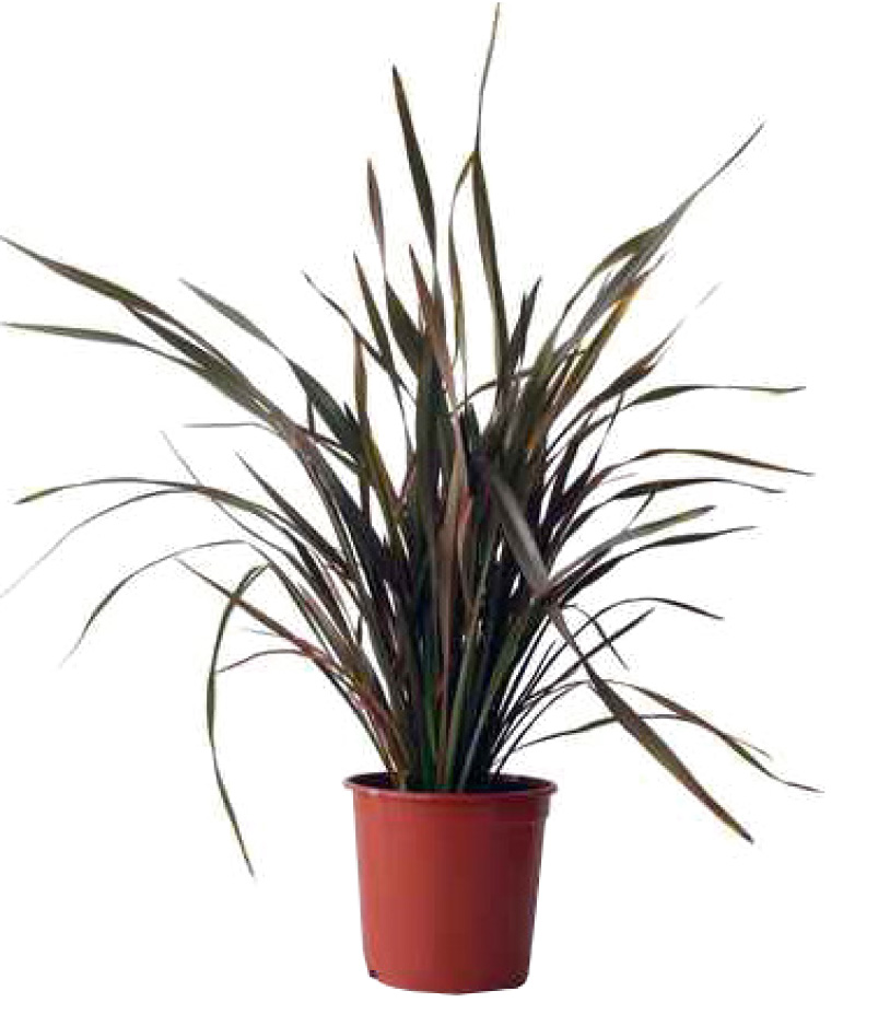 PHORMIUM