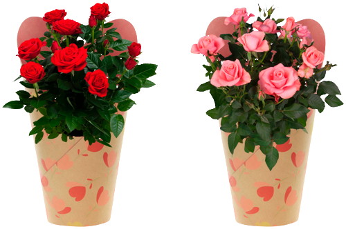 ROSIER AVEC COUVRE POT DÉCORÉ