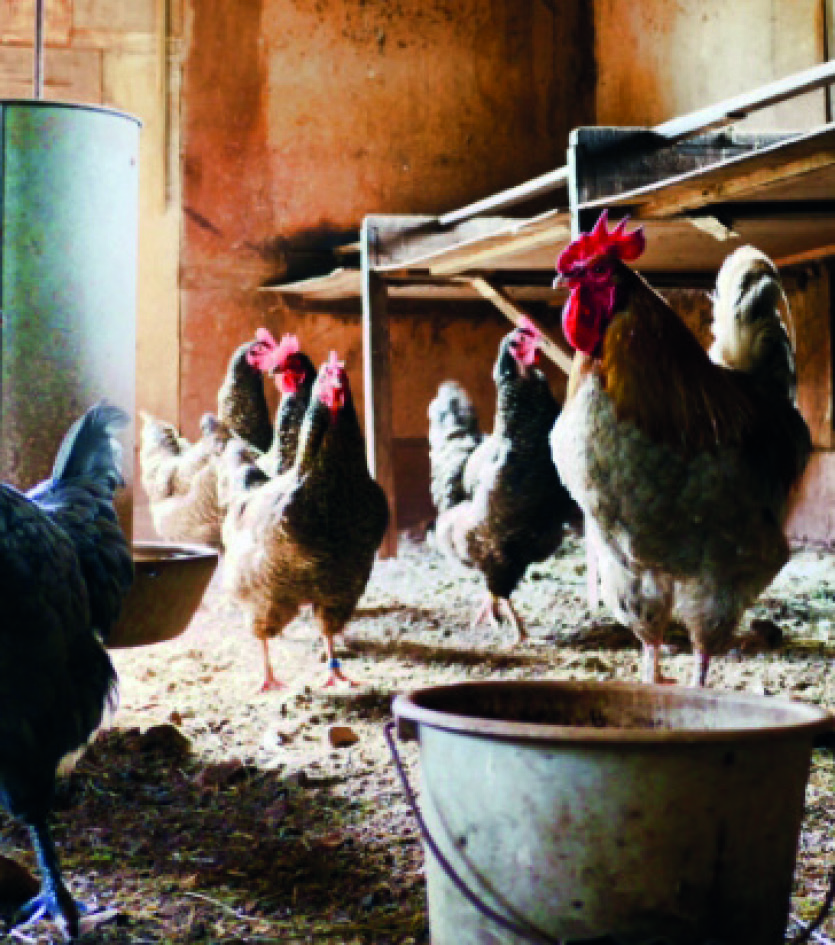 POULET