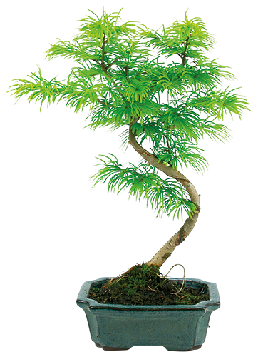 BONSAÏ D'EXTÉRIEUR DE 7 ANS