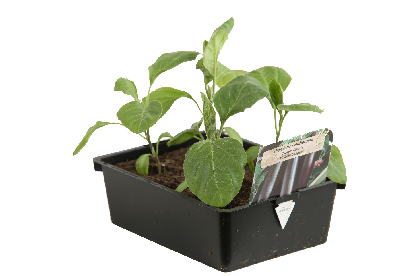 PLANTS DE LÉGUMES