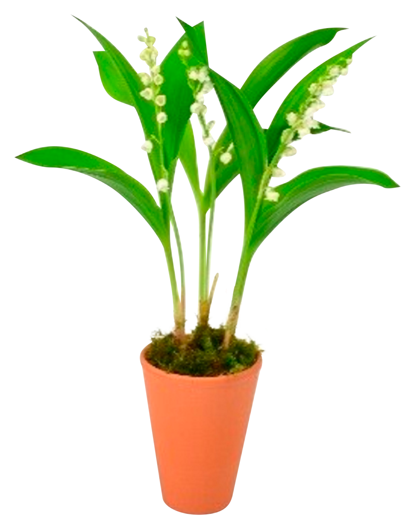 Pot de 3 griffes de muguet
