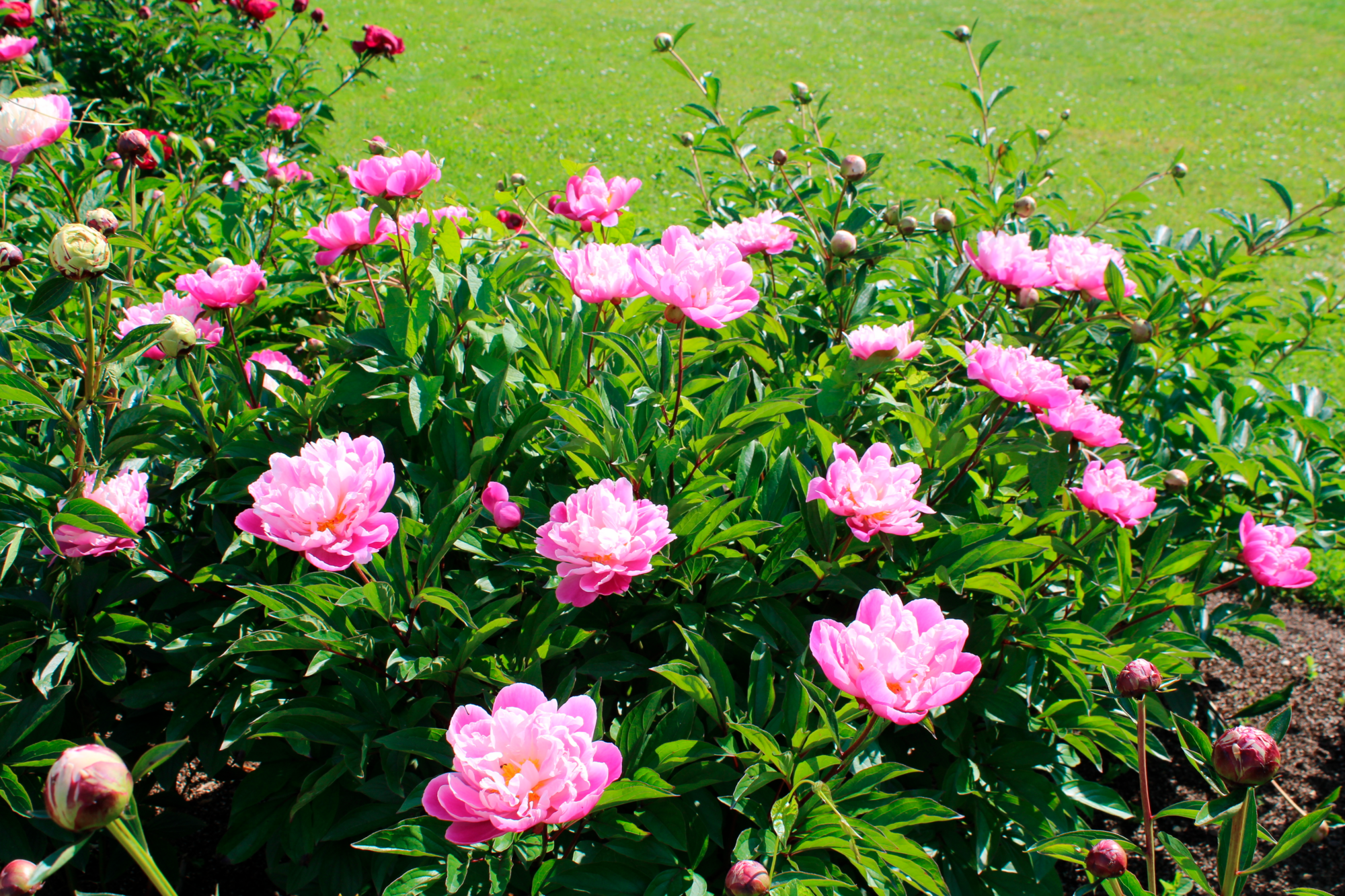 PIVOINE "PAEONIA SUFFRUTICOSA"