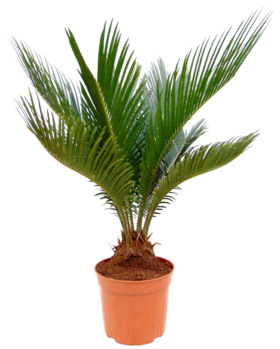 WASHINGTONIA FILIFERA