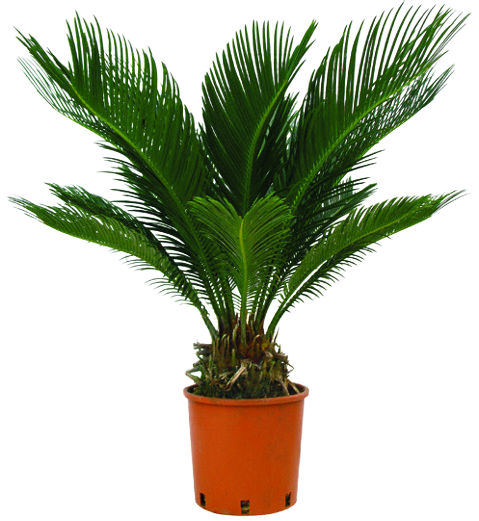 CYCAS REVOLUTA
