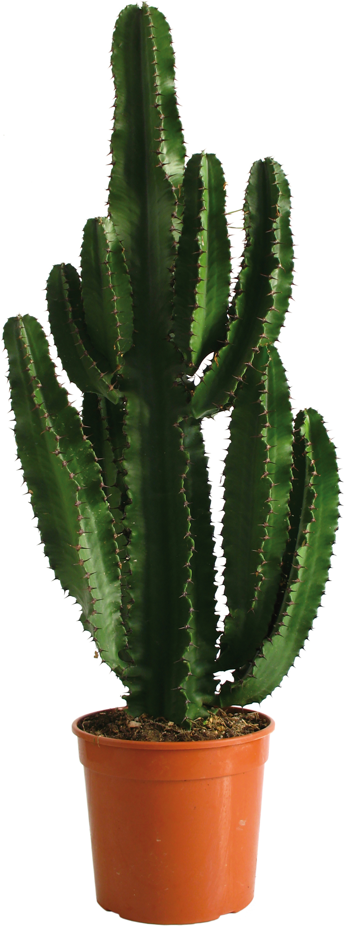 EUPHORBIA