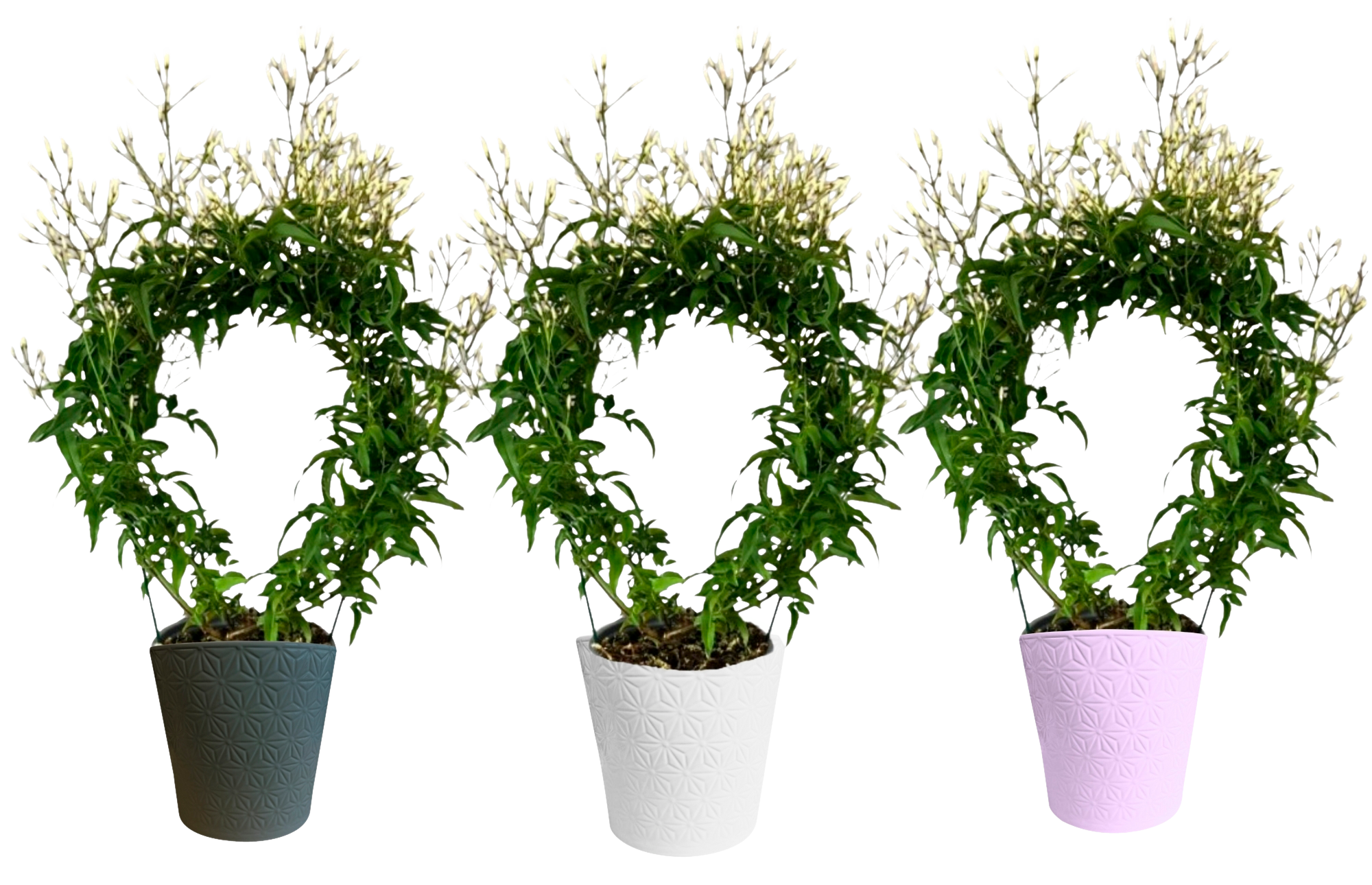 Jasmin avec cache pot en céramique