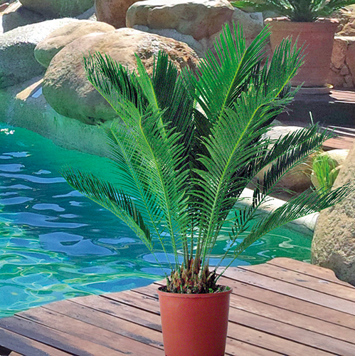 CYCAS REVOLUTA