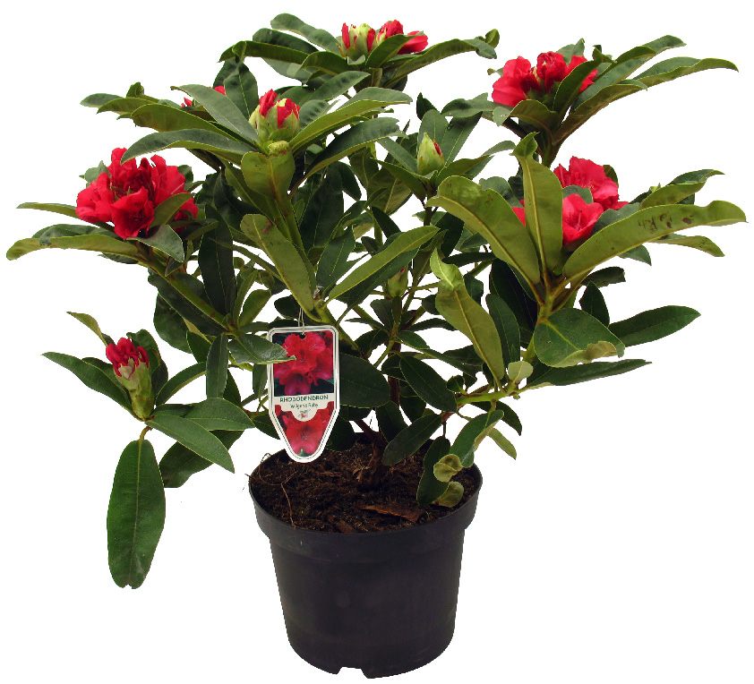 RHODODENDRON