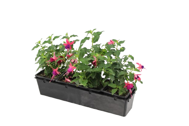 FUCHSIA RETOMBANT